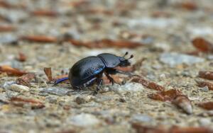 Удивительное в мире животных. Как жуки-скарабеи ориентируются по Млечному Пути?
