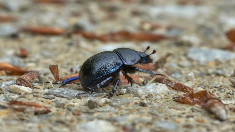 Удивительное в мире животных. Как жуки-скарабеи ориентируются по Млечному Пути?