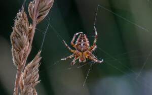 Разнообразие природы. Как пауки слышат окружающий их мир?