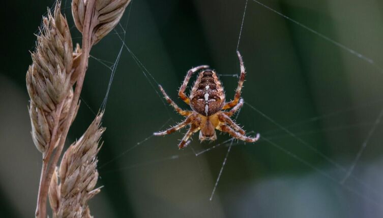 Разнообразие природы. Как пауки слышат окружающий их мир?