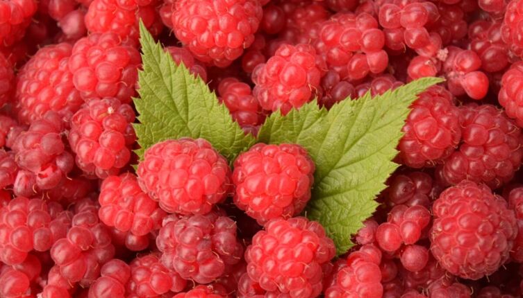 Малина в ноябре – что успеть сделать?