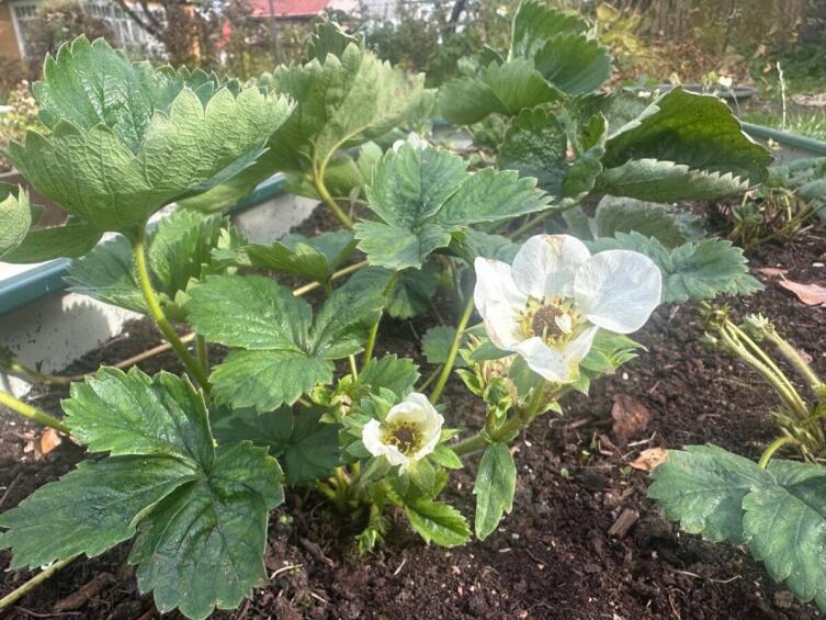 Как ухаживать за клубникой поздней осенью?