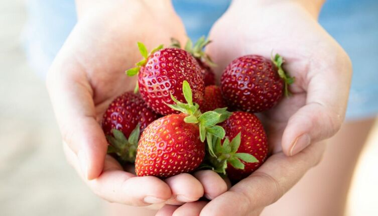 Как ухаживать за клубникой поздней осенью?