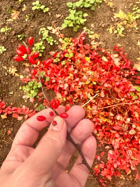 Зачем я каждый год ищу радугу в ноябре?