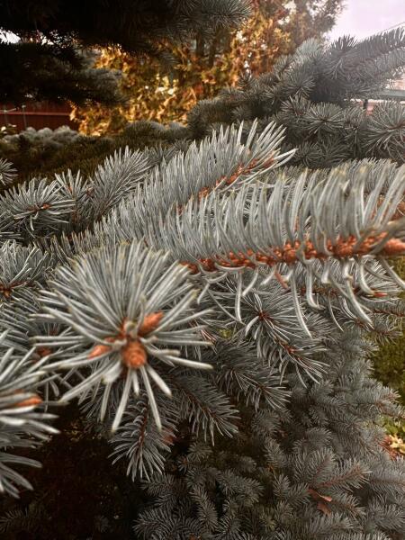 Зачем я каждый год ищу радугу в ноябре?