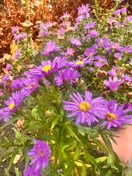 Зачем я каждый год ищу радугу в ноябре?