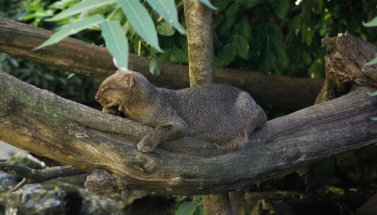 Ягуарунди: кошка, которая не хочет быть кошкой?