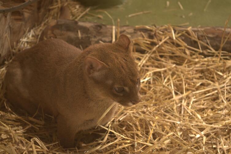 Ягуарунди: кошка, которая не хочет быть кошкой?