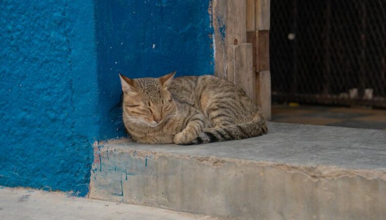 Мальчик и кот. Как становятся настоящими друзьями?