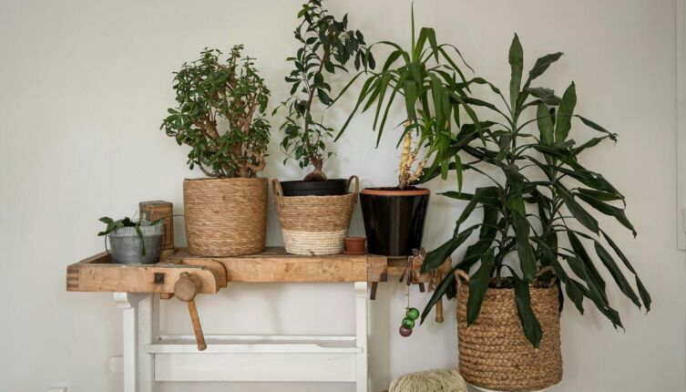 Как бороться с мошкой в горшечных растениях