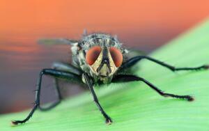 Из жизни насекомых. Почему мухи такие назойливые?