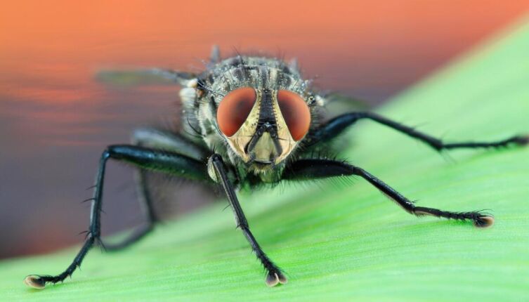 Из жизни насекомых. Почему мухи такие назойливые?