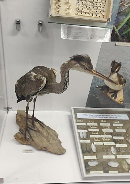 Серая цапля — самый распространенный гнездящийся и пролетный вид пернатых Калининградской области