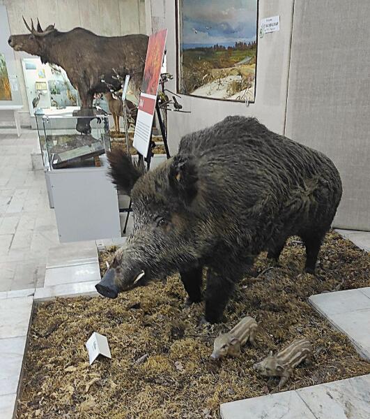 В центре экспозиционного зала природы — огромный (!) лось. Рядом с ним — чучело кабана