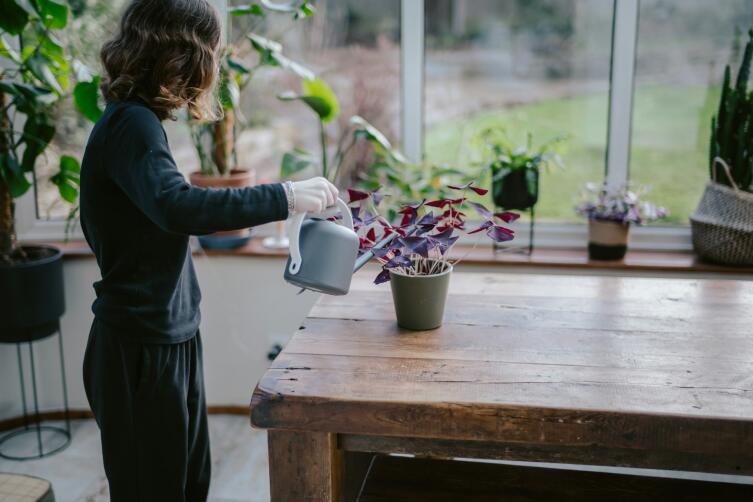 Полезен ли йод для растений? Полезен ли йод для растений?