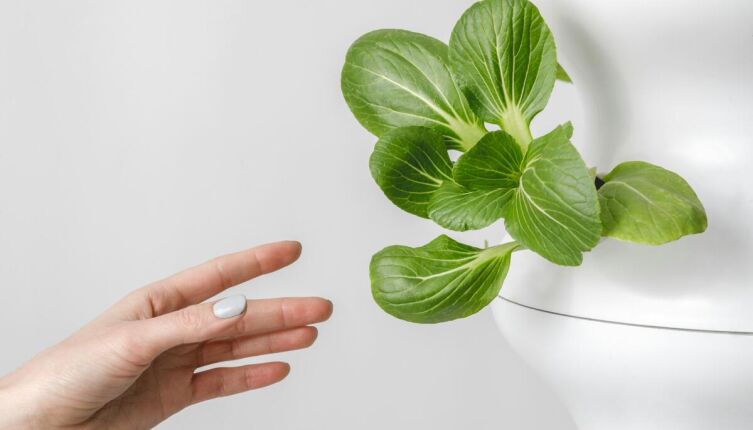 Как выращивать растения на гидропонике в домашних условиях