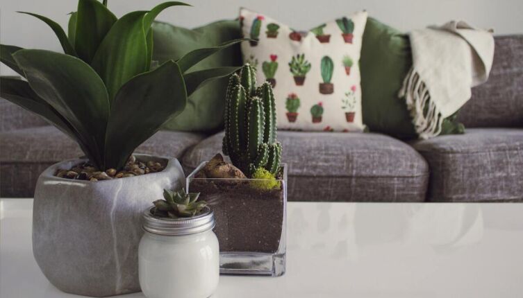 Что любимые комнатные цветы расскажут о вашем характере?