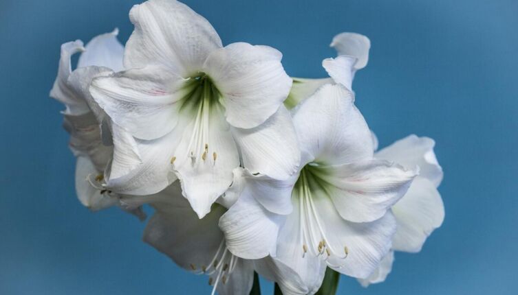 Какие комнатные растения с большими цветами выбрать в подарок