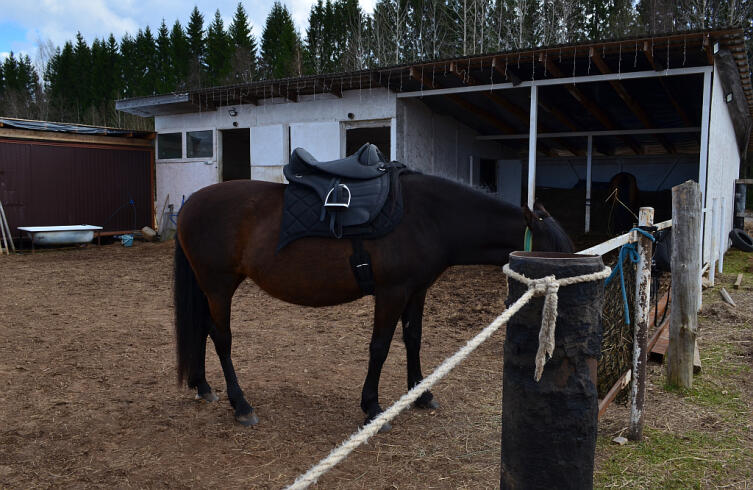 Конюшня на два коня Конюшня на два коня