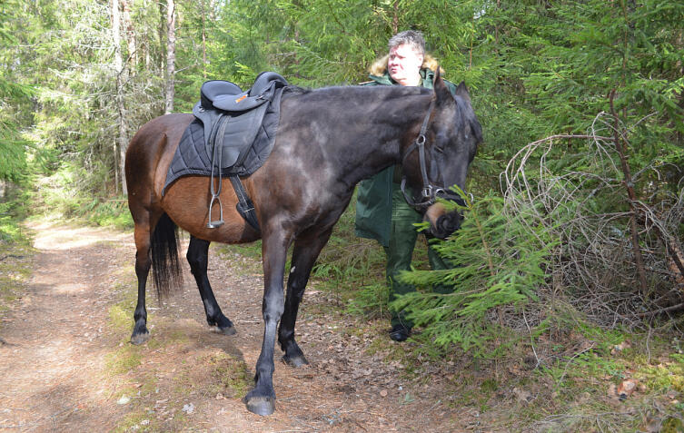 Лошадь не голодна, но елки тоже любит Лошадь не голодна, но елки тоже любит