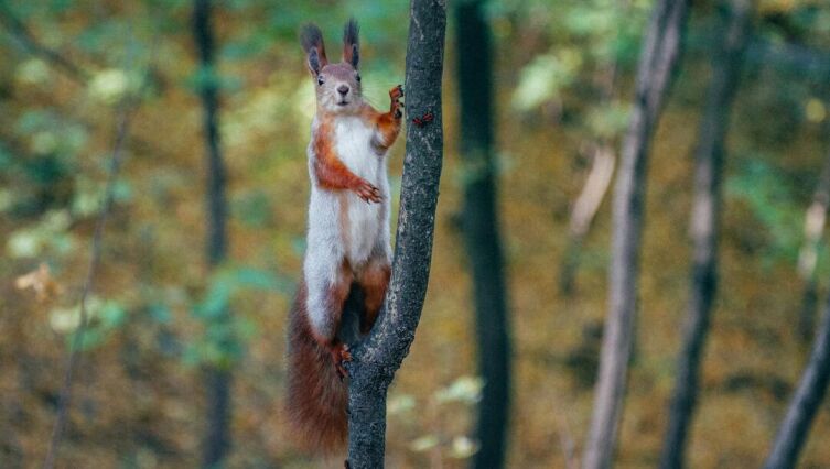 Кем быть лучше? Сказка