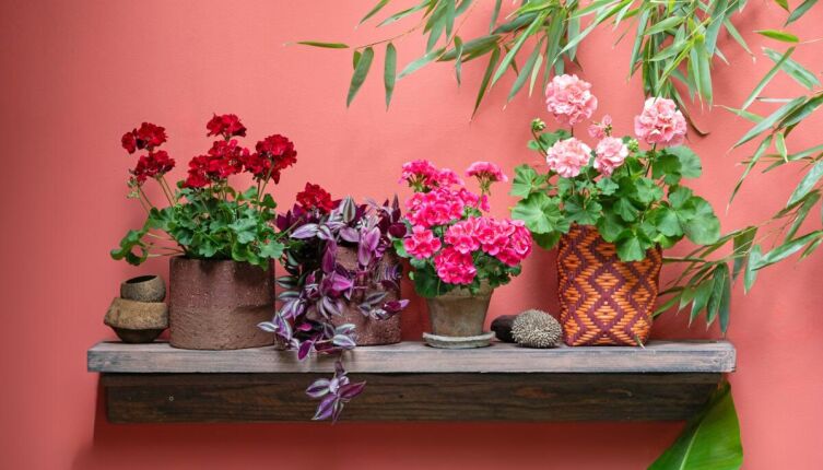 Цветы в горшке, цветущие долго: какое растение лучше выбрать?