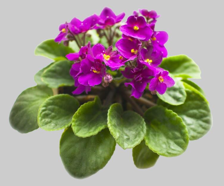 Цветы в горшке, цветущие долго: какое растение лучше выбрать?