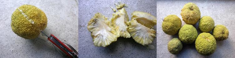 Плоды маклюры