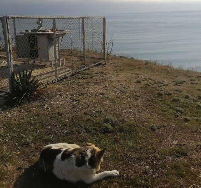 Пост озонометриста и собака по кличке «Девочка». Фото Нэйти Приморсковой