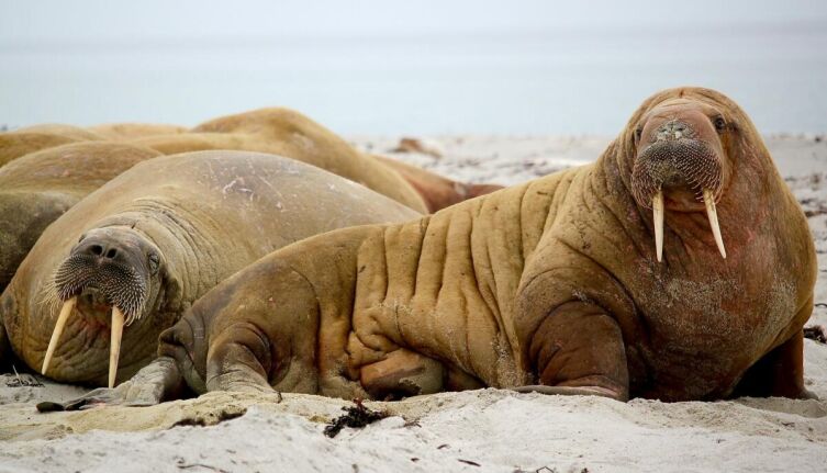 Как выглядит «хрен моржовый» и насколько опасен морской леопард?