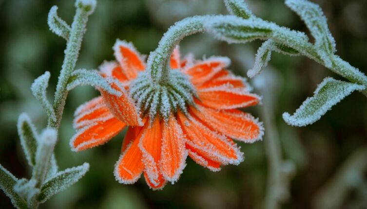 Иней и изморозь: в чём разница и почему деревья зимой белеют по-разному?