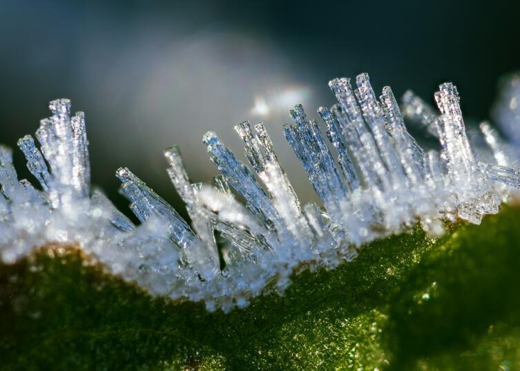 Иней и изморозь: в чём разница и почему деревья зимой белеют по-разному?