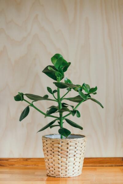 Как выбрать экологичные кашпо для дома?