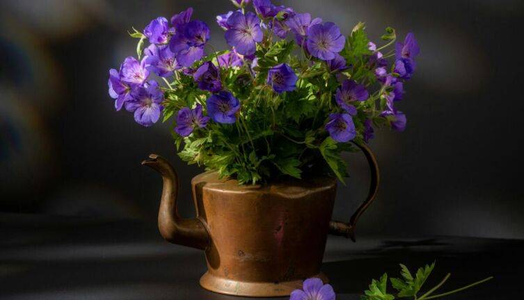 Как растения понимают, что пора спать?