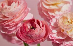 Какие цветы  подарить на День матери?