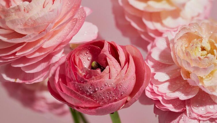 Ранункулюс