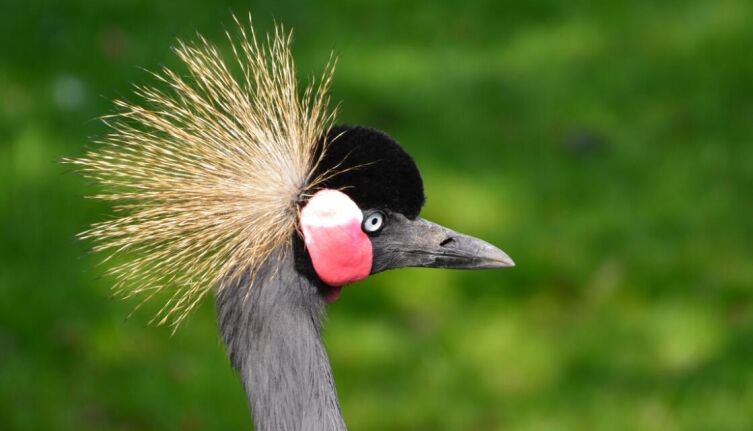 Пернатый манипулятор. Где живёт богиня?