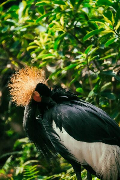 Пернатый манипулятор. Где живёт богиня?