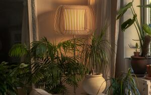 Какие комнатные растения живут дольше других?