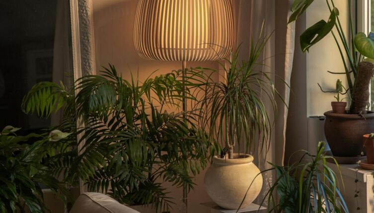 Какие комнатные растения живут дольше других?