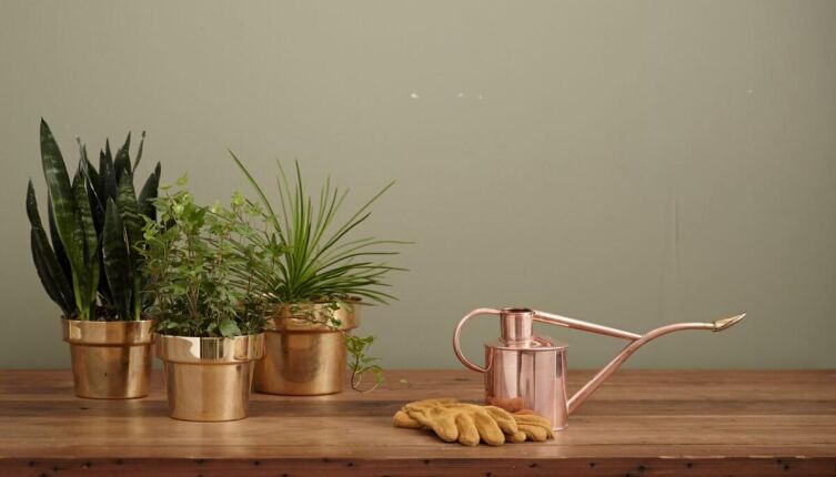 Как поливать комнатные растения зимой?