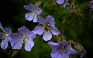 Чем отличается герань от пеларгонии и что растет у нас на подоконниках?