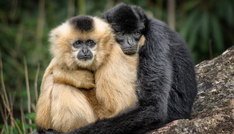 Гиббон: как живет виртуозный акробат и философ джунглей?