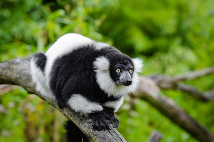 Гиббон: как живет виртуозный акробат и философ джунглей? Гиббон: как живет виртуозный акробат и философ джунглей?