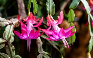 Как лист декабриста расскажет о его проблемах со здоровьем?