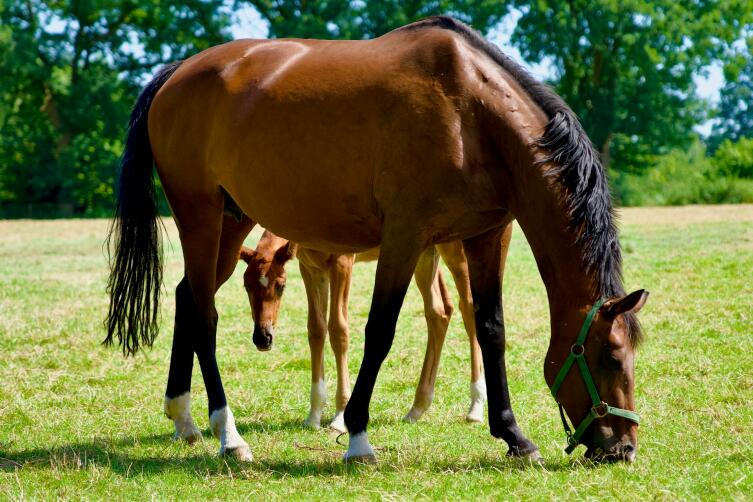Лошадь и человек. Как содержать в домашнем хозяйстве? Лошадь и человек. Как содержать в домашнем хозяйстве?