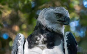 Гарпия. Как живет птица с обликом мифического существа?