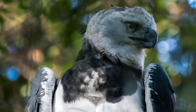 Гарпия. Как живет птица с обликом мифического существа?