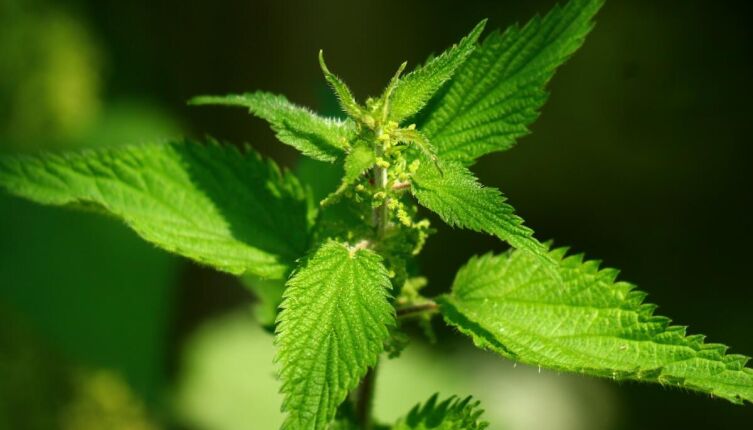 Мужской дебют в кулинарной драме. Как отбиться от ЗОЖ?