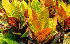 Какие декоративно-лиственные растения выбрать для дома?